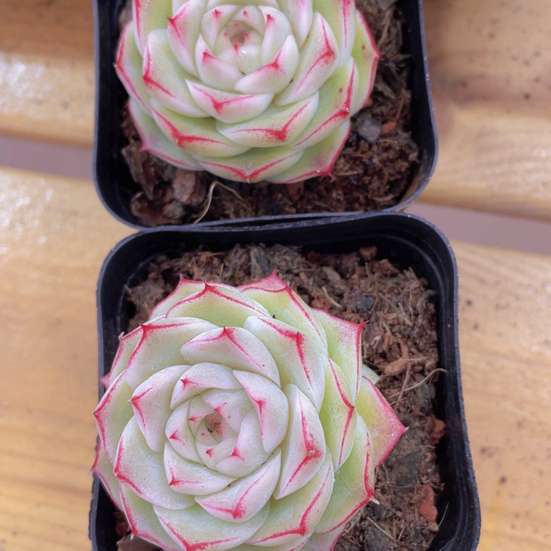 325号 玫瑰花新女王一颗