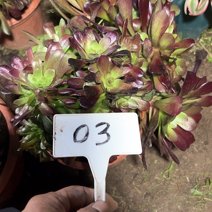 多肉植物欧子缀花