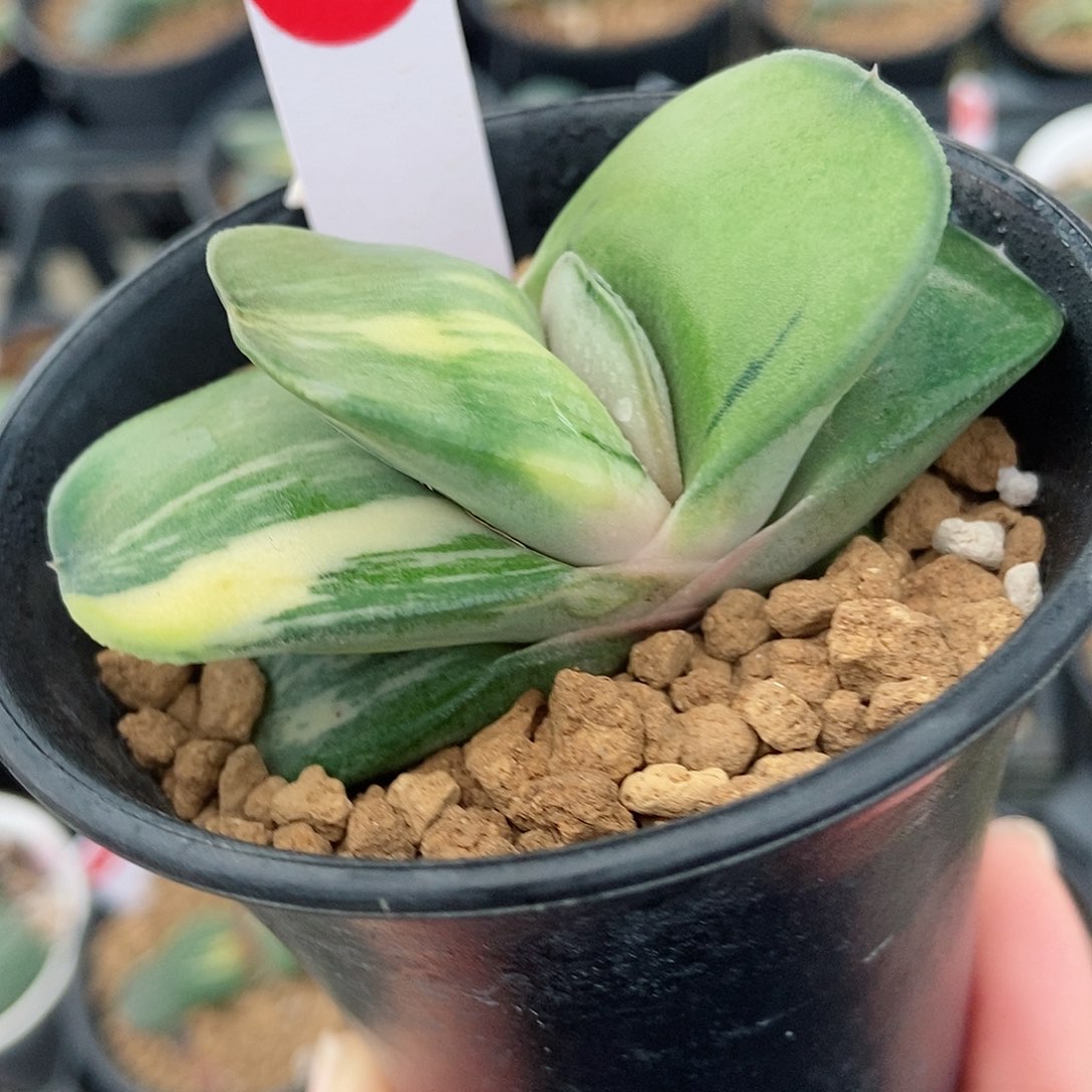 85卧牛实生锦带盆发货