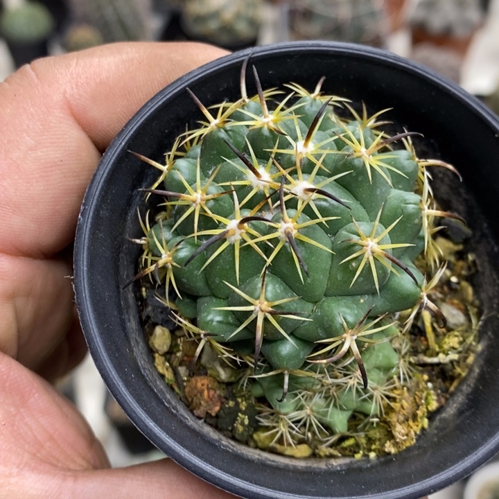 实生双头钢钉特价