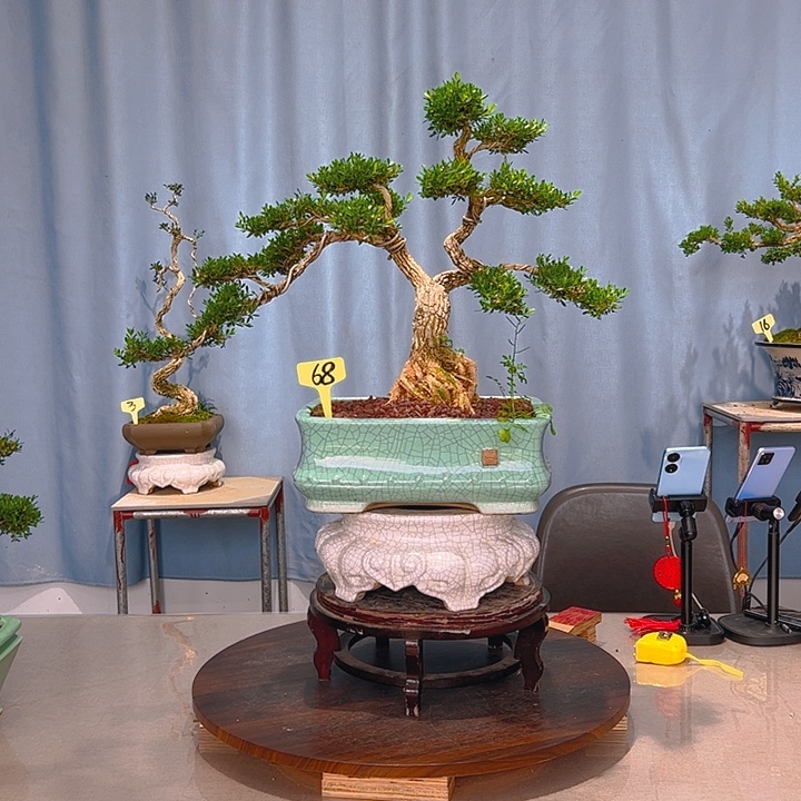 无花朵广东皱皮雀舌黄杨