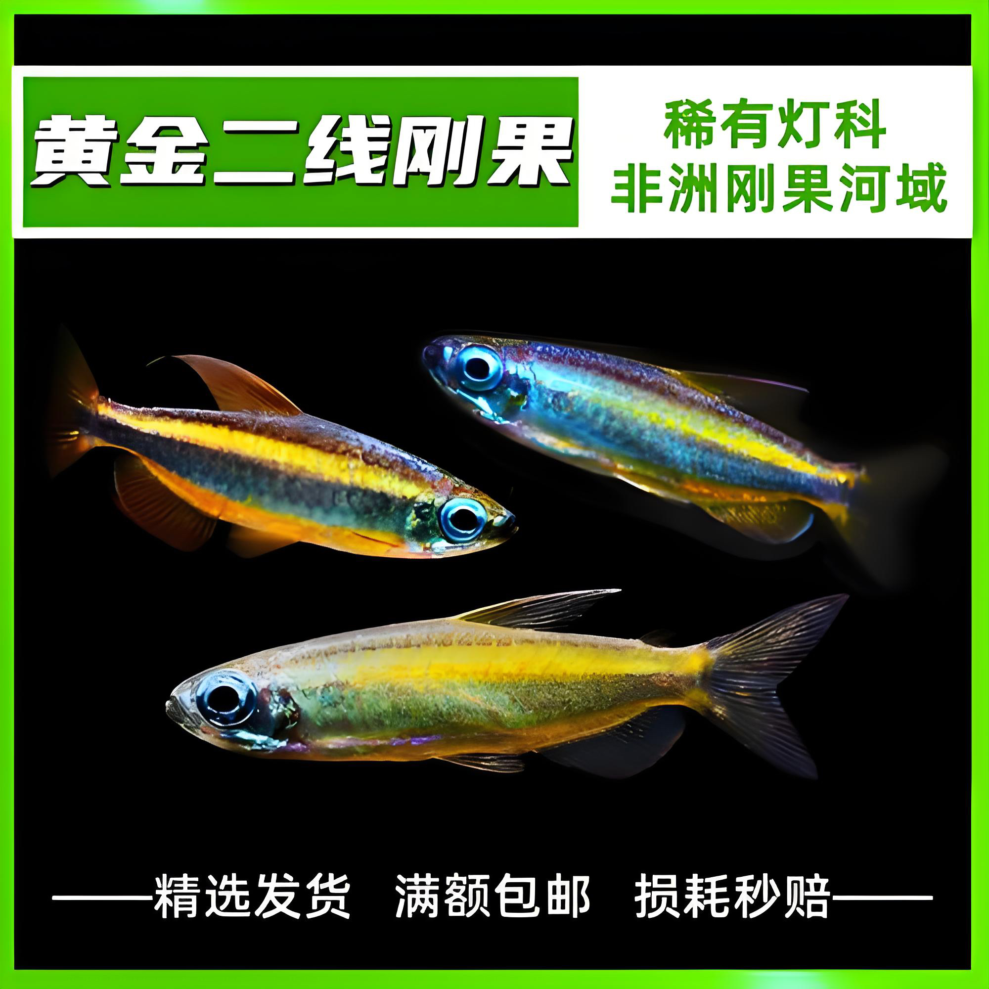 二线刚果灯鱼淡水小型热带观赏鱼群游灯鱼活体