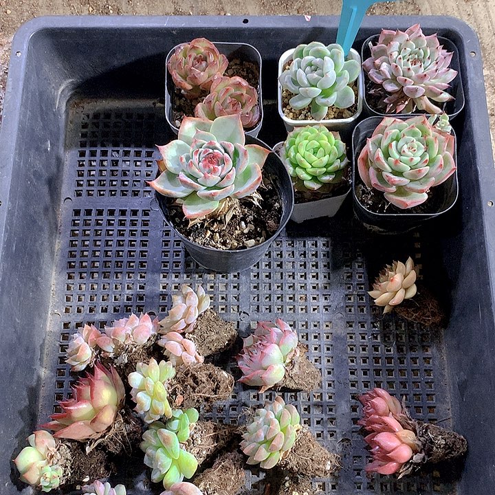 817号多肉植物园艺