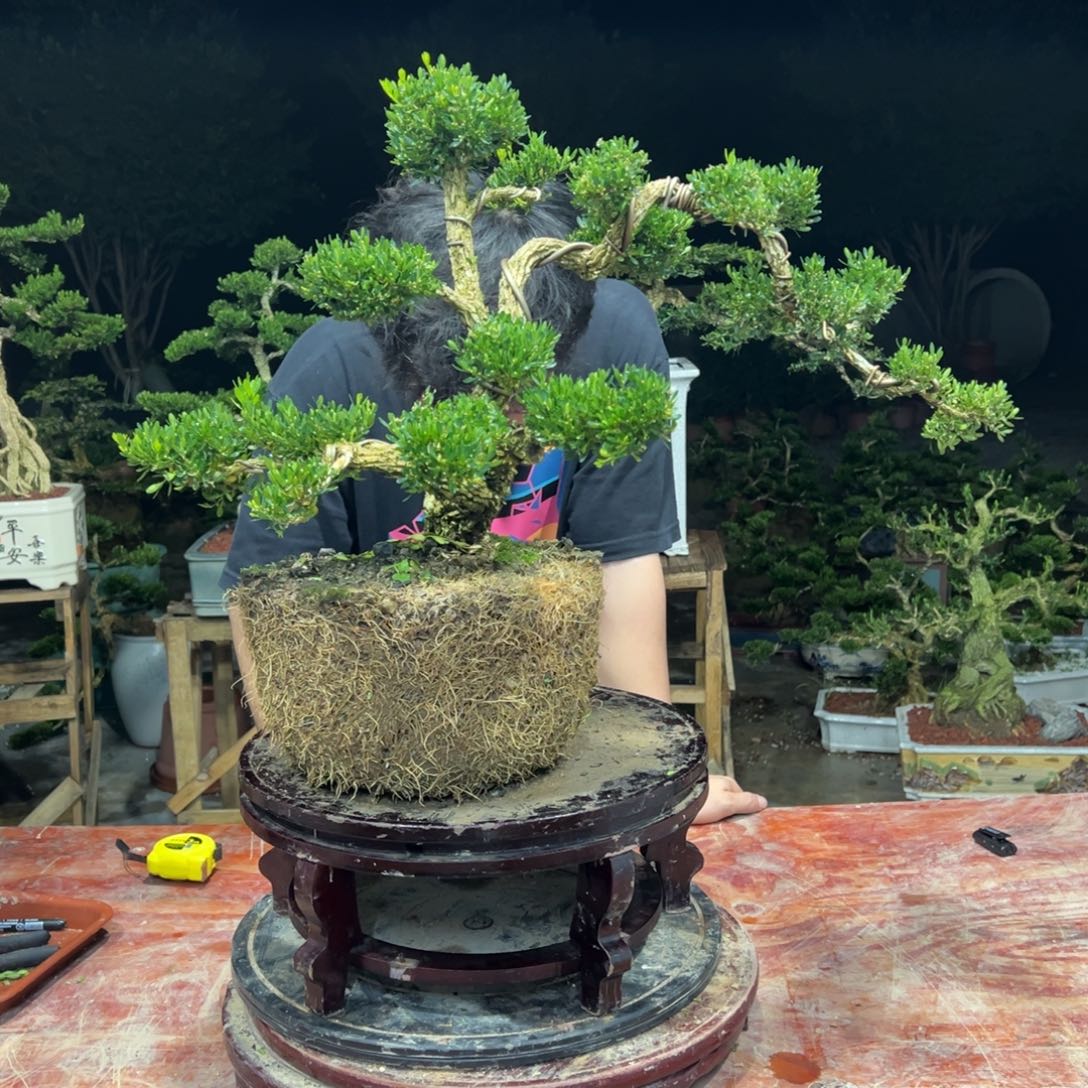 无花朵广东皱皮雀舌黄杨