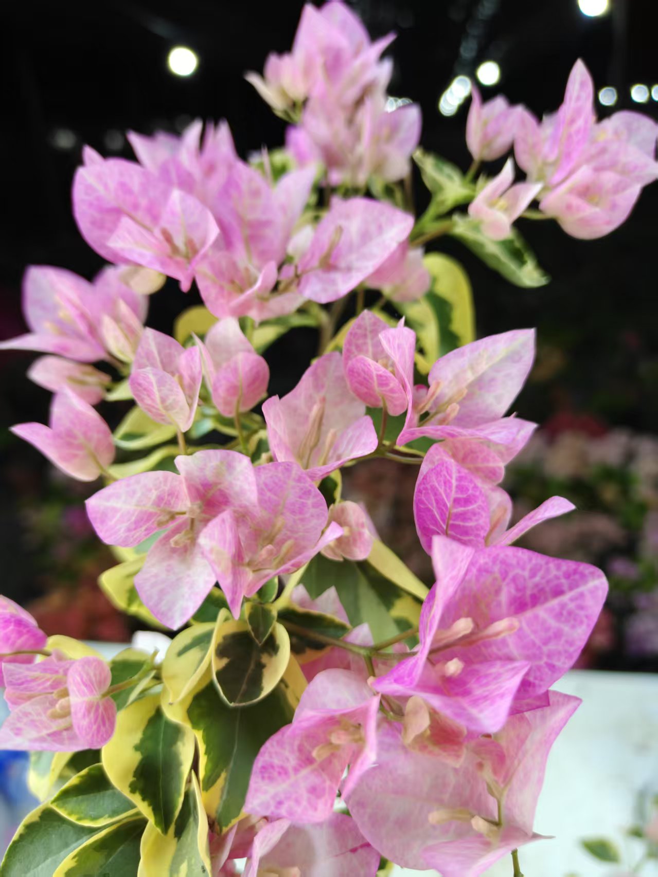 【金边五宝】盆苗勤花四季开花爬藤三角梅室内外好养易活