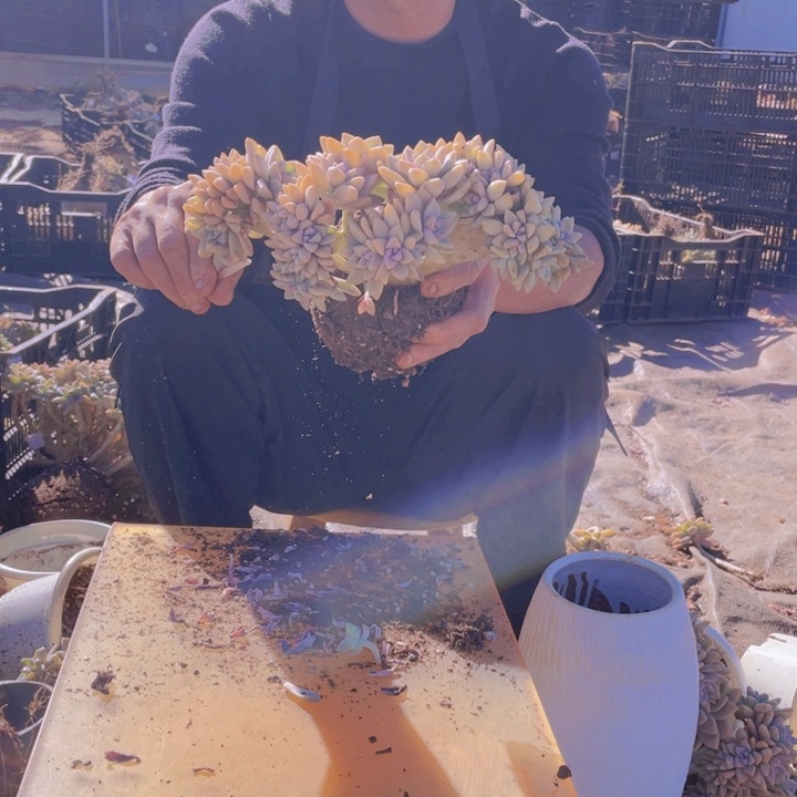 淡雪缀化一物一拍218