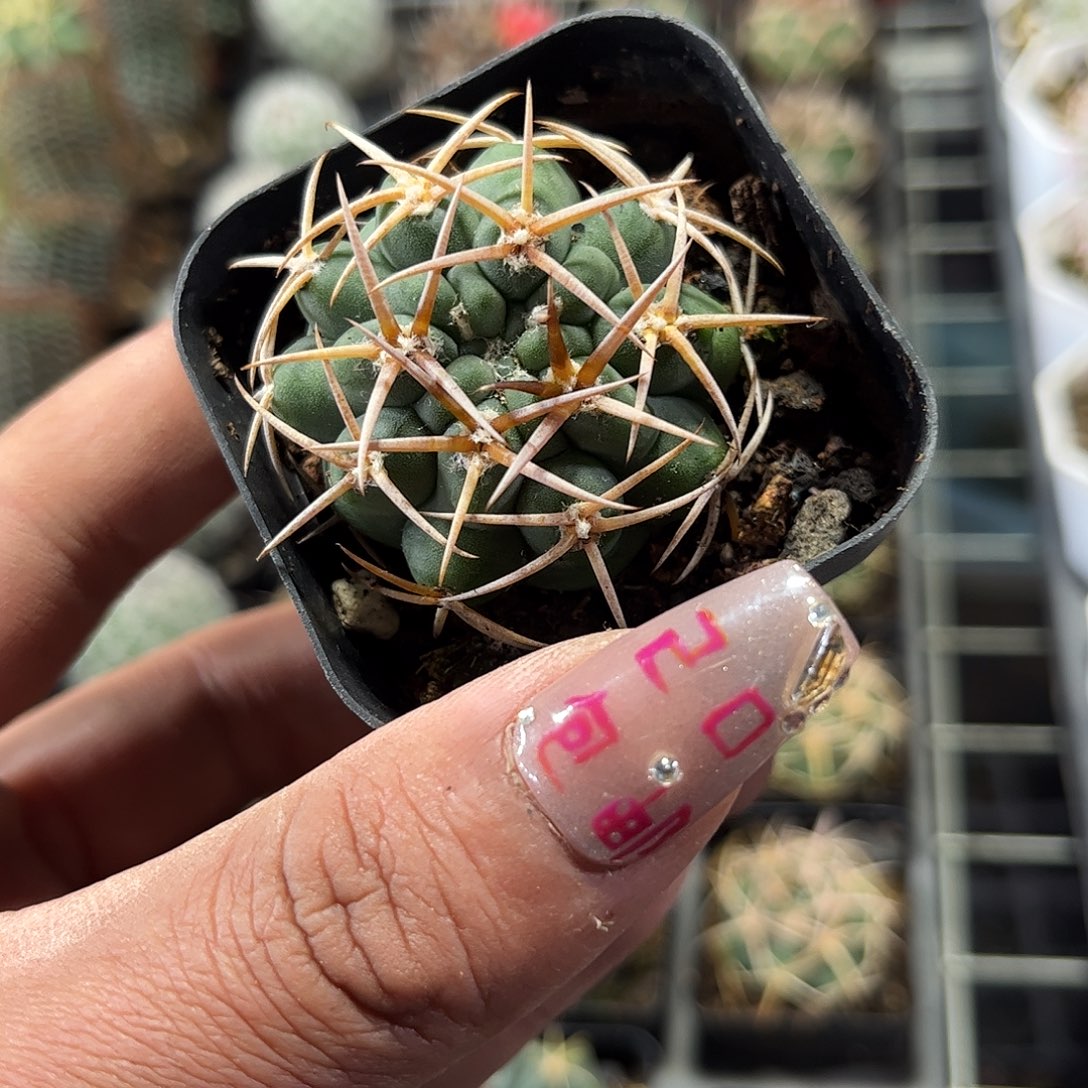 单头碧岩玉单头发货单头