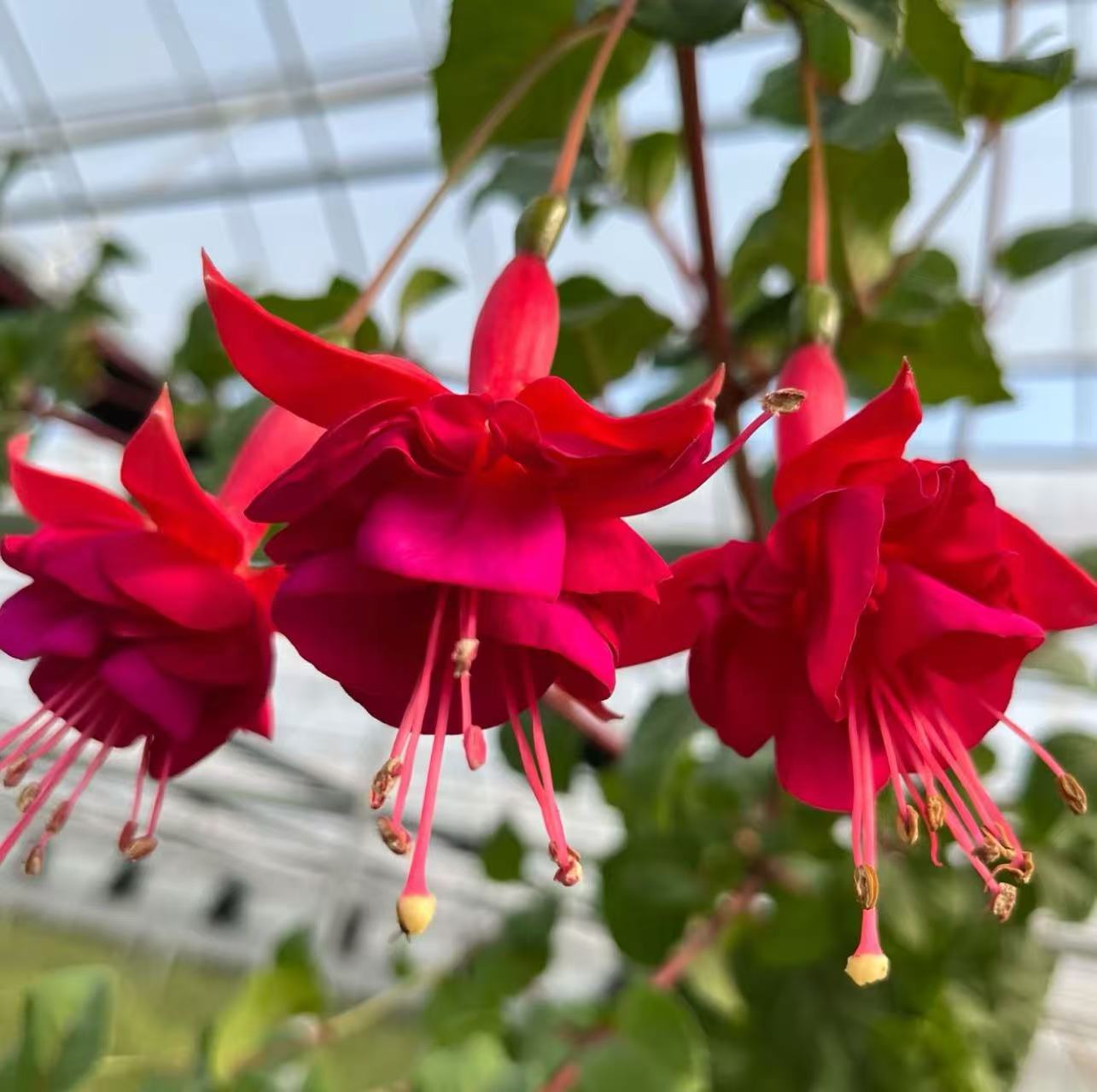 倒挂金钟灯笼花穴盘苗多季开花盆栽阳台室内多年生木本花卉