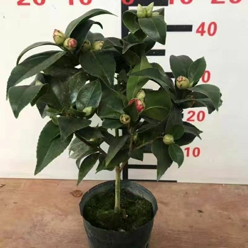 带花苞四季山茶花真花盆栽室内外植物耐寒浓香型花卉客厅花卉盆栽