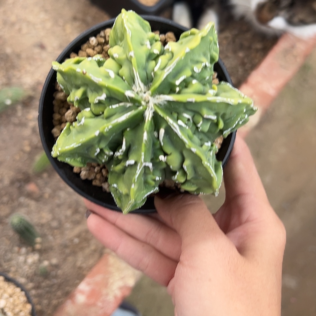 小***小实生鸾凤玉一物一拍