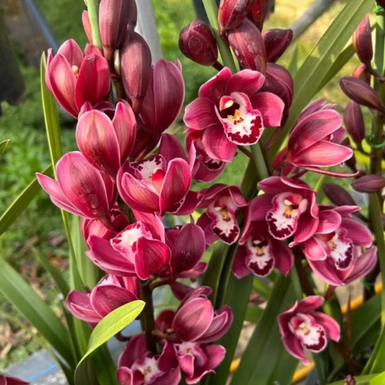 大花惠兰葡萄美酒年宵花基地直发原盆原土鲜花发出不支持仅退款