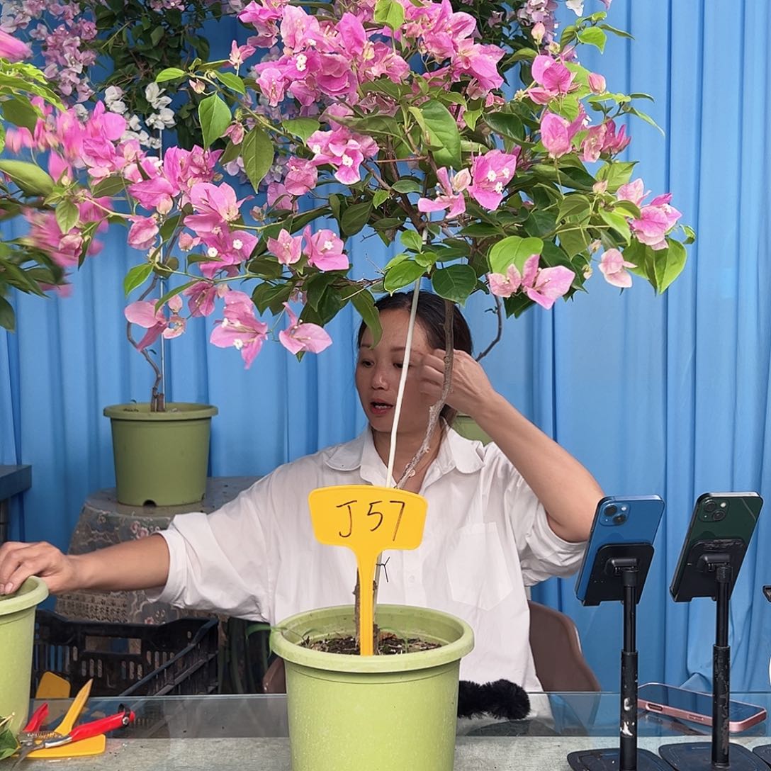 娜***当前无花栽培后可以开花J57章红樱