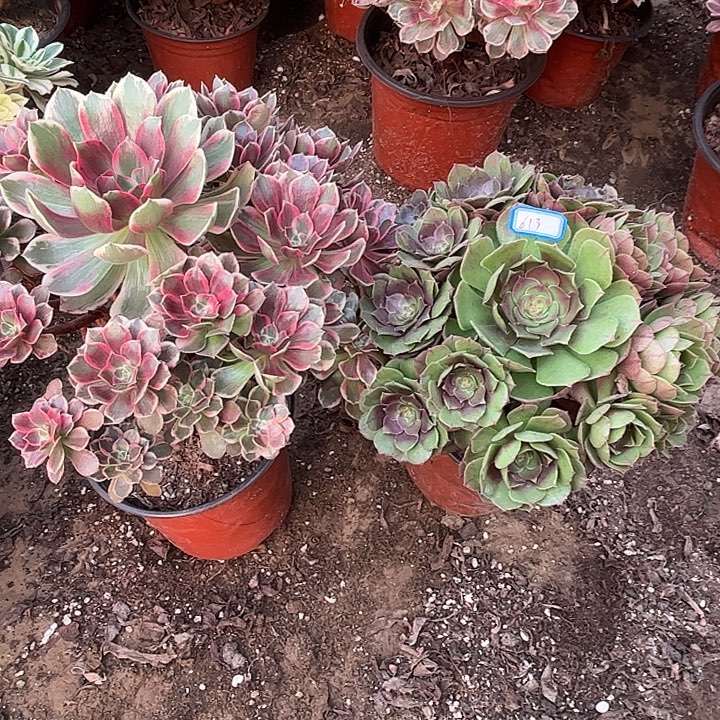 613多肉植物瑕疵特价，