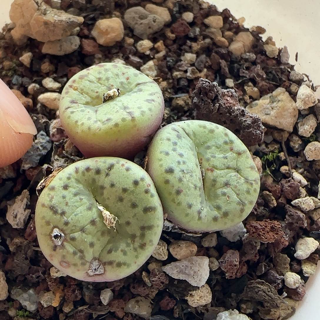 年后脱土发货23772