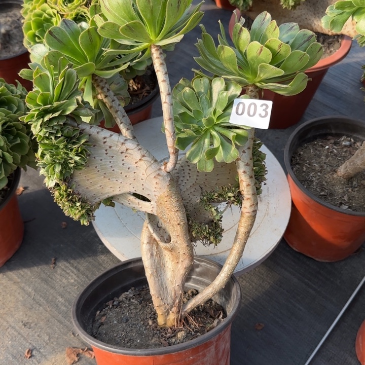多肉植物原始绿缀003