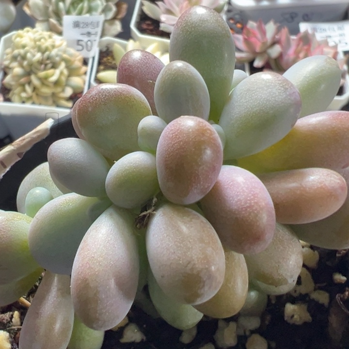 桃蛋缀多肉植物520