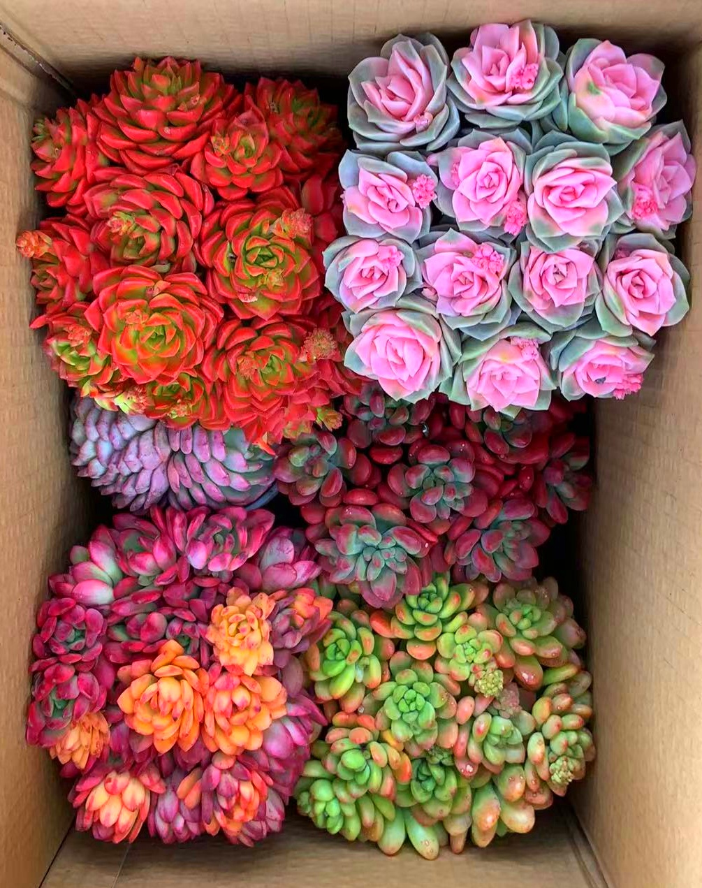 MS满满一大箱，全部挑好的发，3个带盆土，3个脱土，云南基地发。