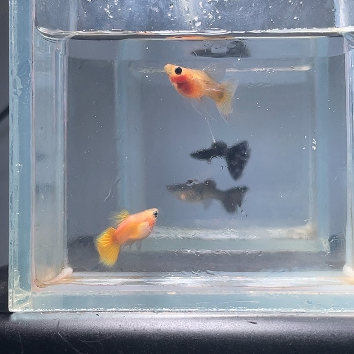 孔雀鱼黄金玻璃猫大c一对