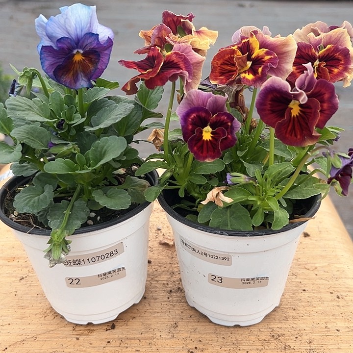 红陶抖音直播闪拍22/23