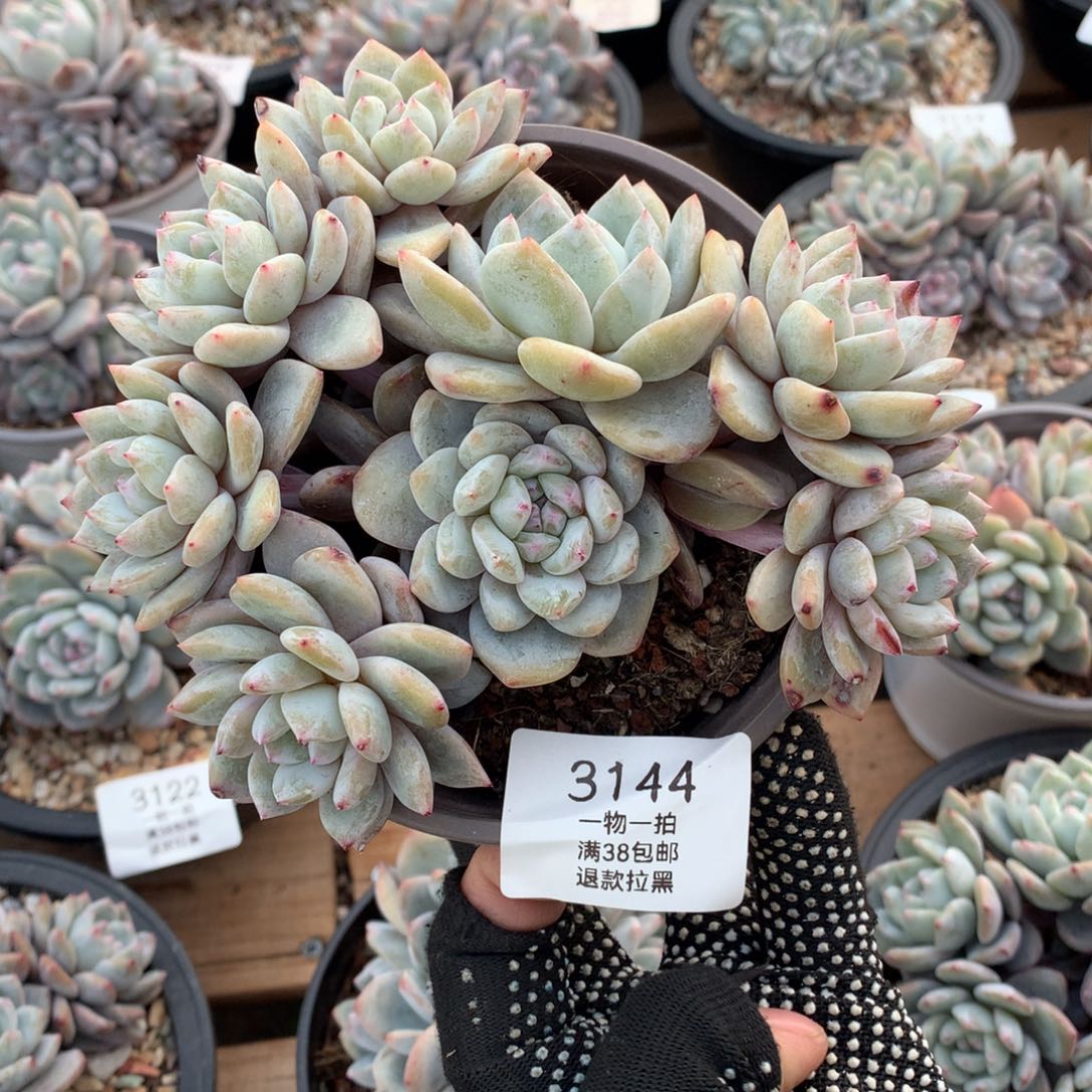 15厘米八头有砍石榴籽3144 