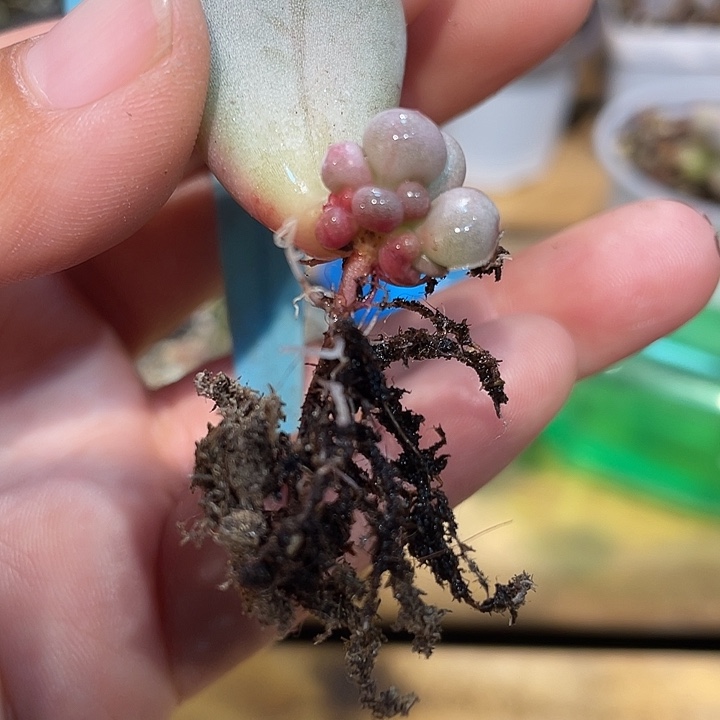 831号大叶奶锦基因的苗苗