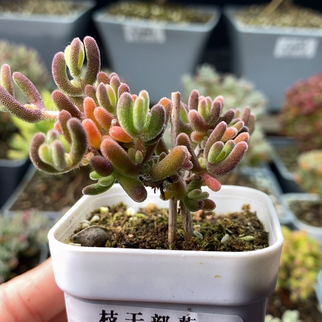 2168红叶 。        