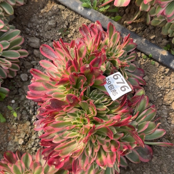 女巫缀……多肉植物的