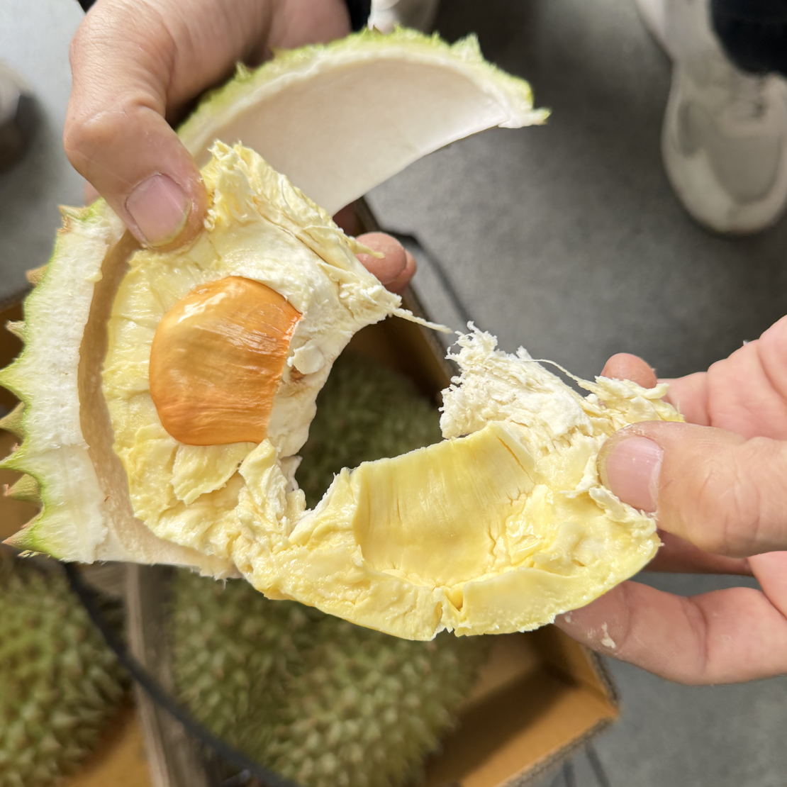 黑带 黑金版 金刺宝宝泰国空运金枕榴榴