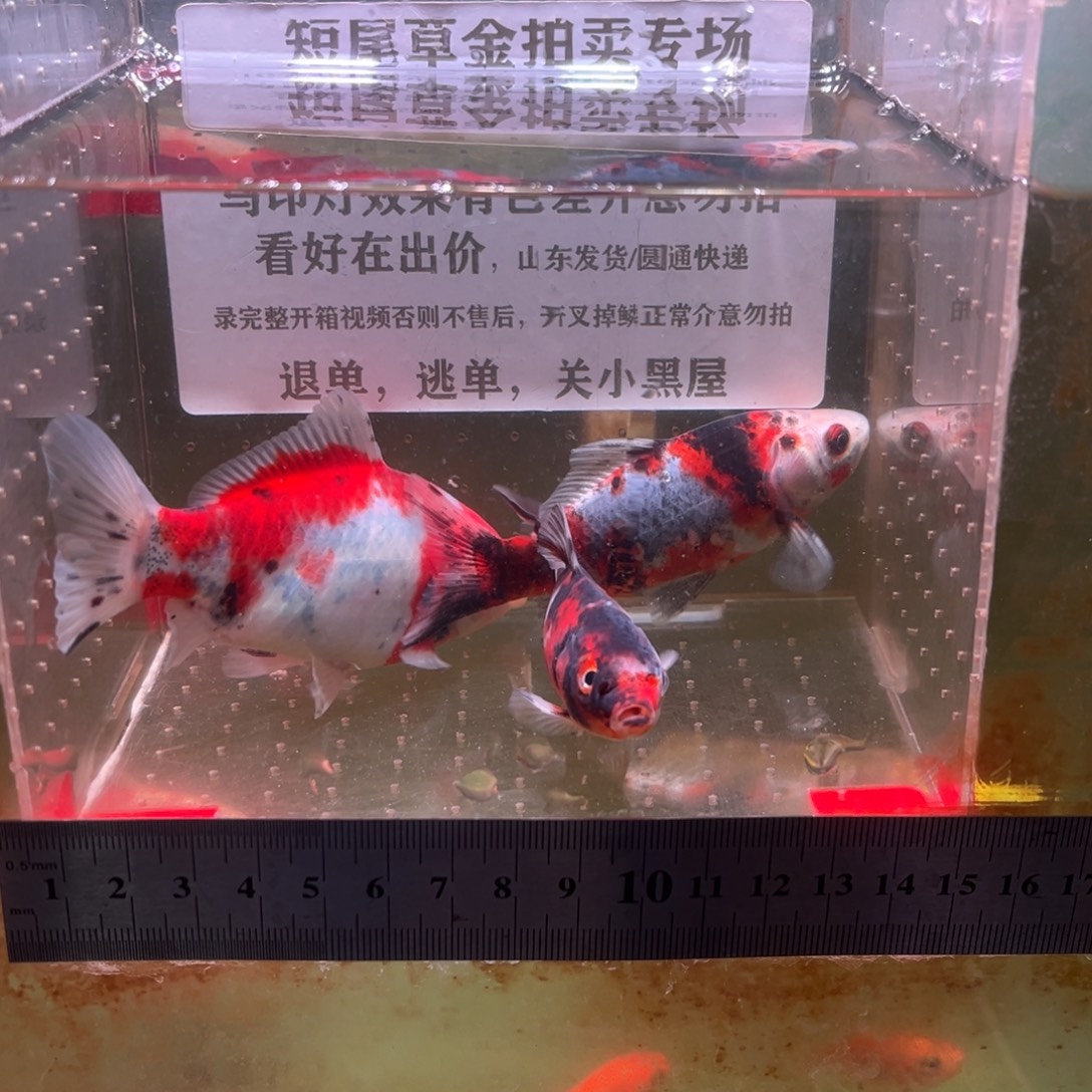 海水鱼333号我去拿东西吧明天