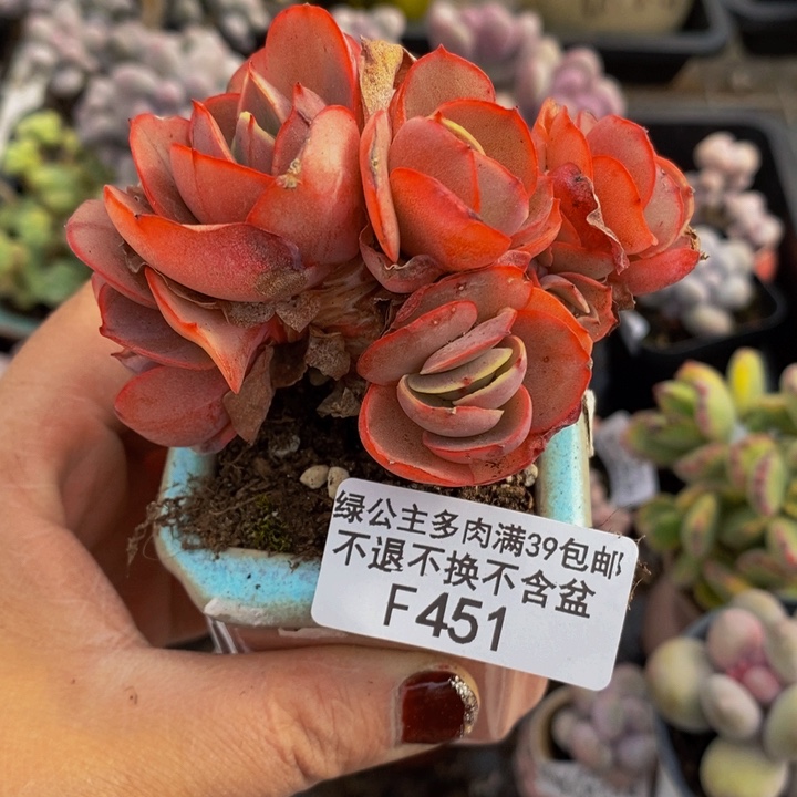 秀妍6cm451多肉植物