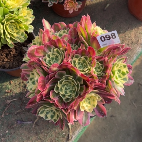 098白凤朵朵多肉，