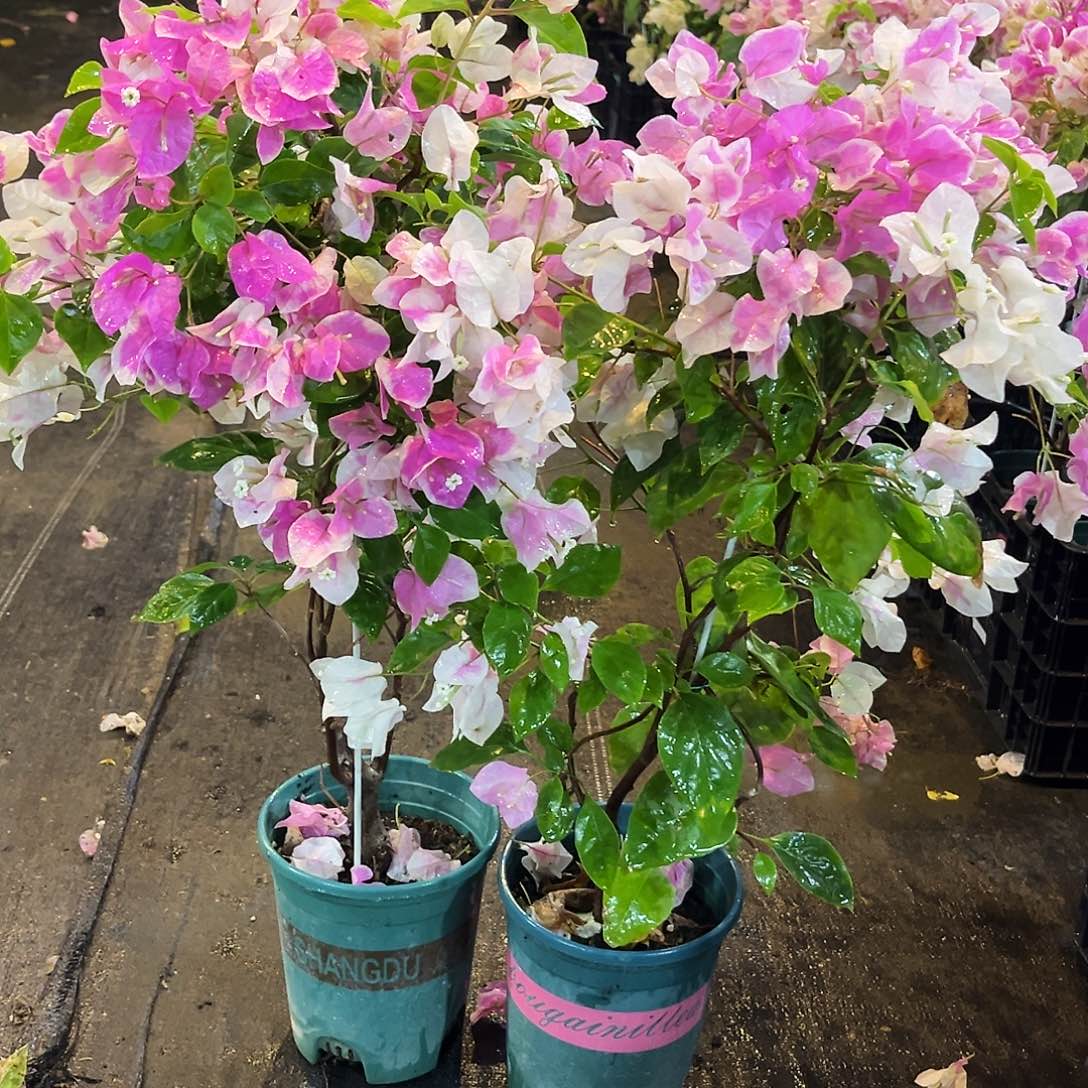 完全开放章红英带竹一颗