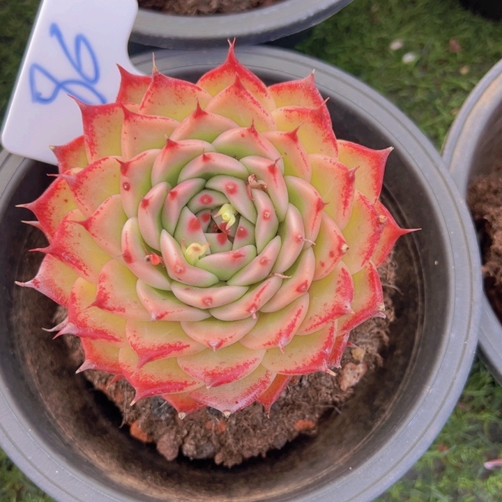 健健康康平平安安