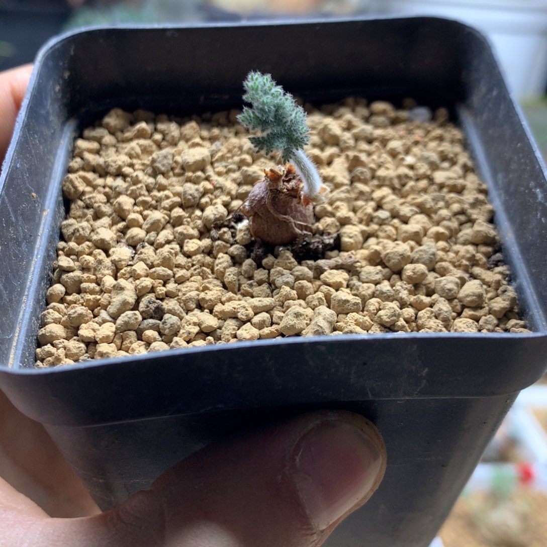 枯木洋葵带盆发货