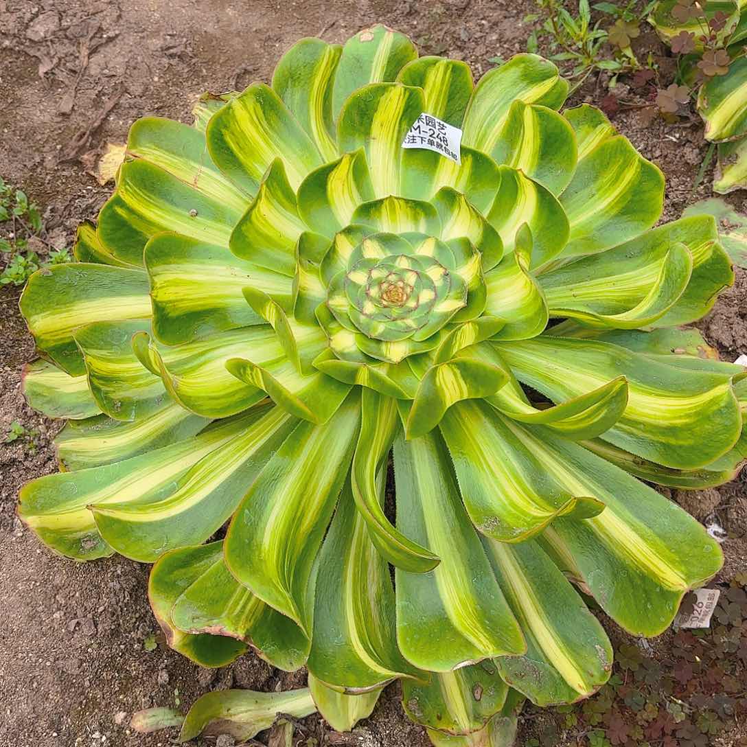 暴君多肉植物单头248