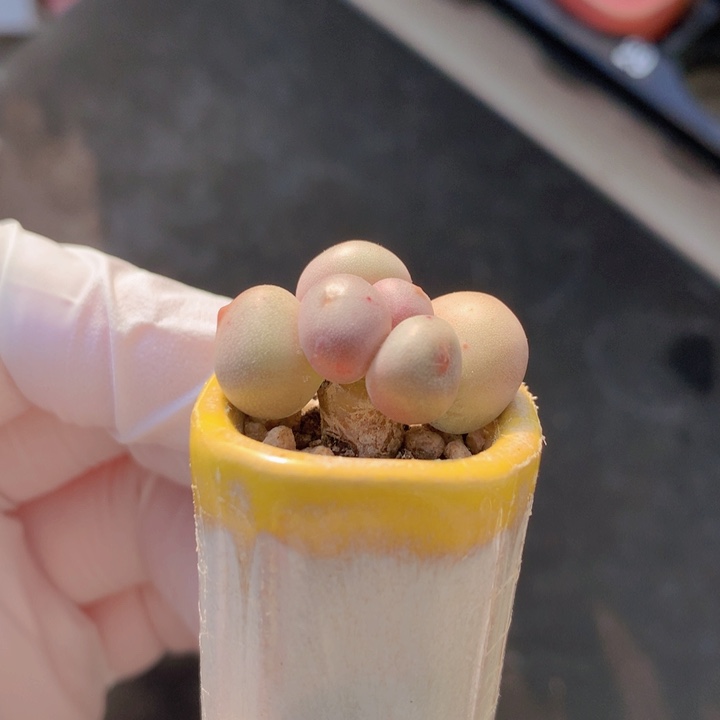 024 米可奶酪 木质老桩