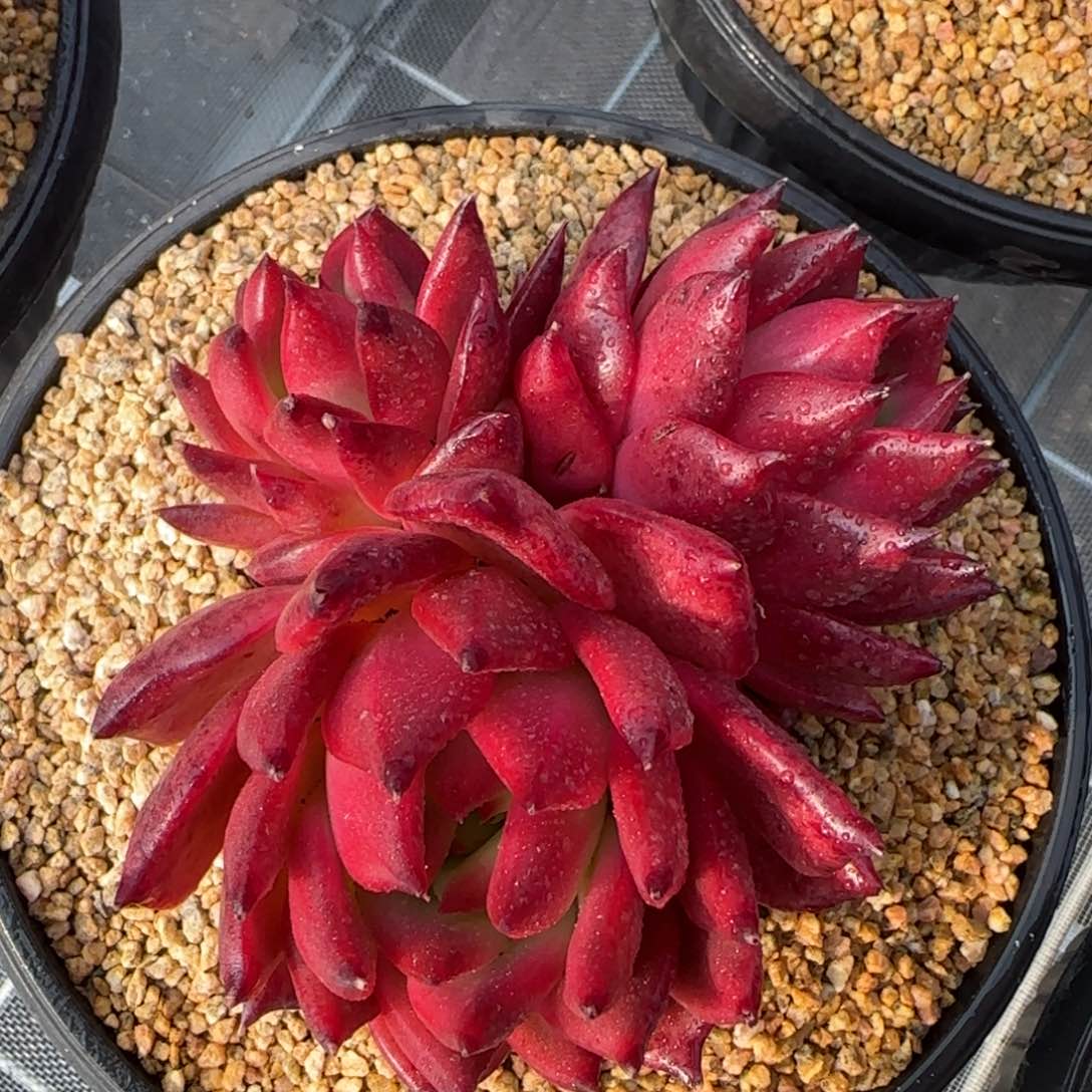 从前慢花园精选多肉群生粉钻