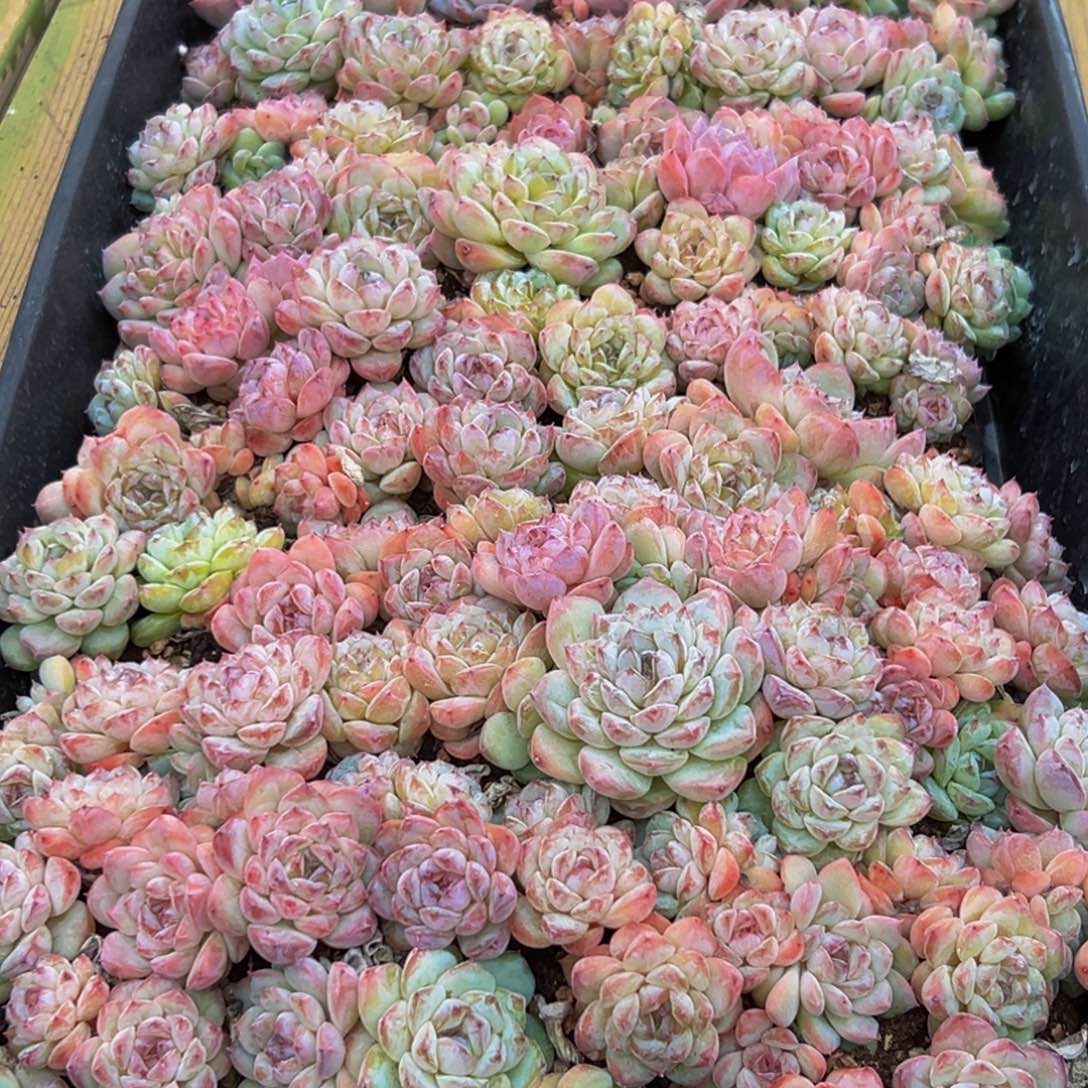 秋***歌878多肉葡领导人物库资料