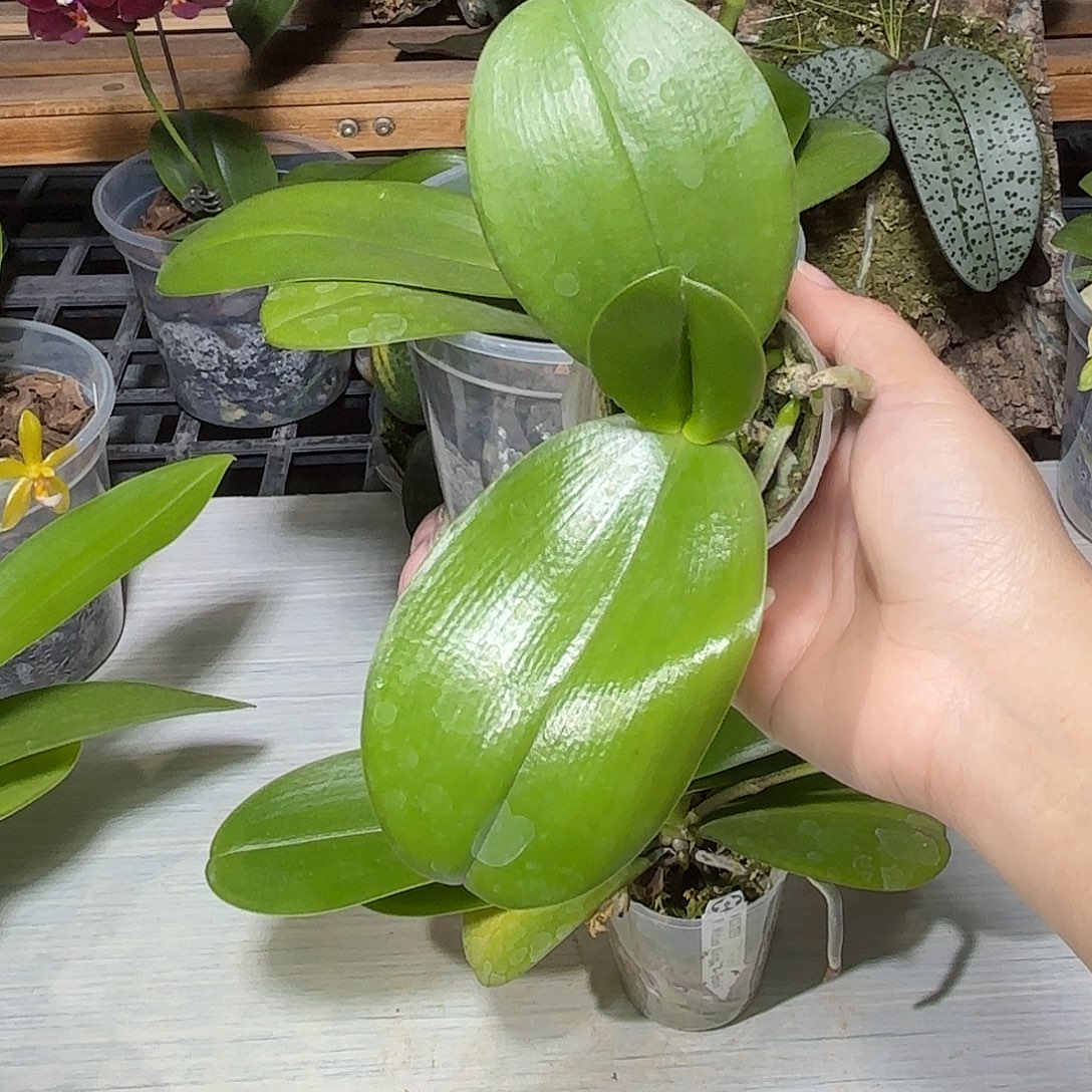 蝴***子当前无花栽培后可以开花荷花兔