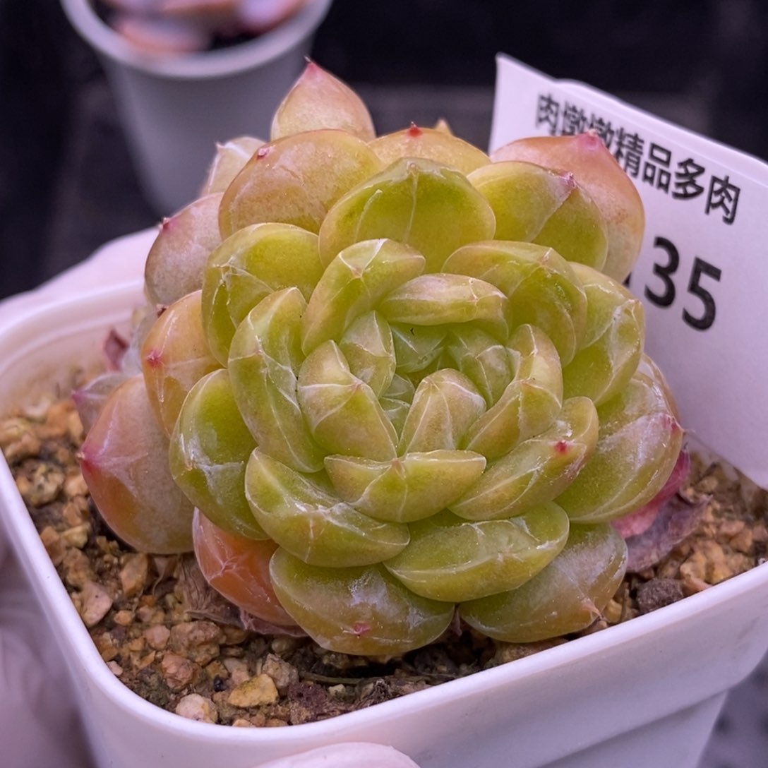 【闪购商品】14-35