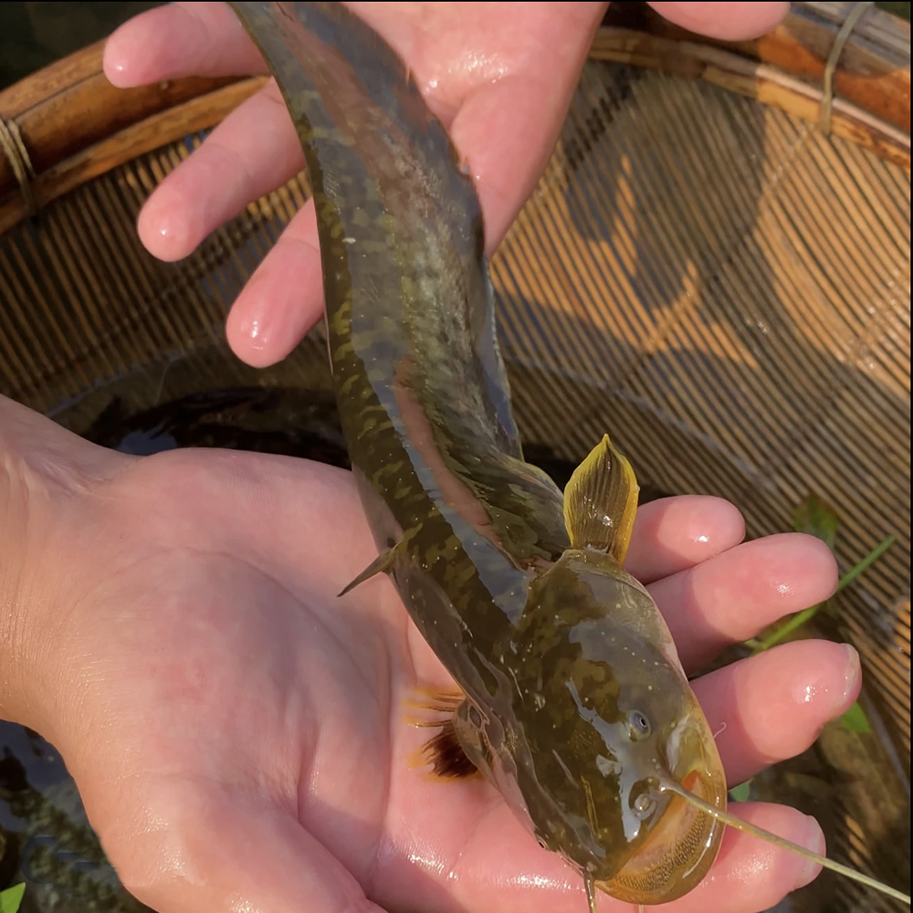 本地仔鲶淡水鱼可观赏可食用