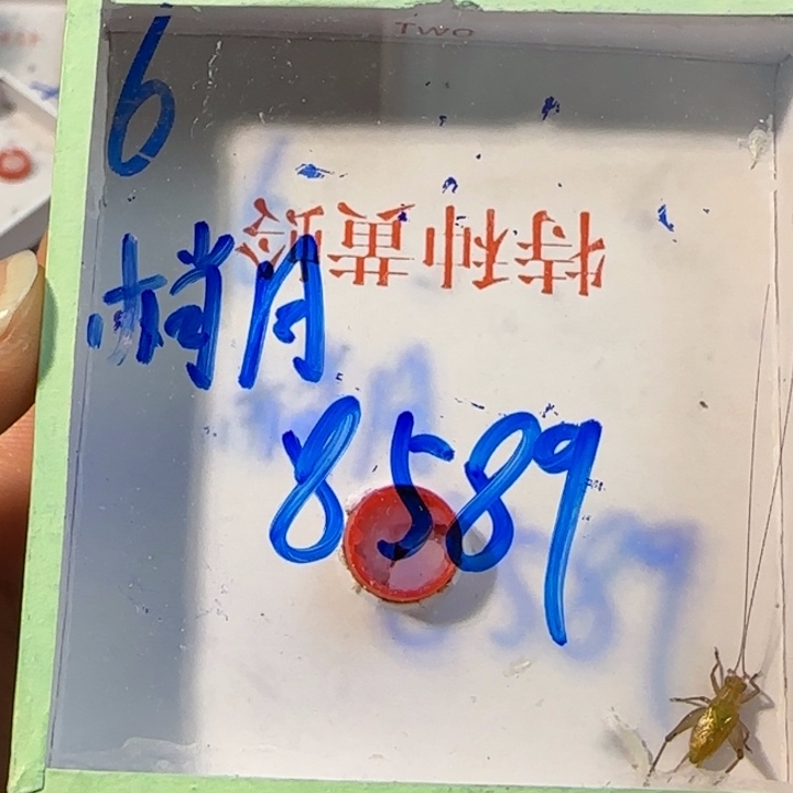 梢***月蟋蟀蝈蝈我在外面吃饭呢