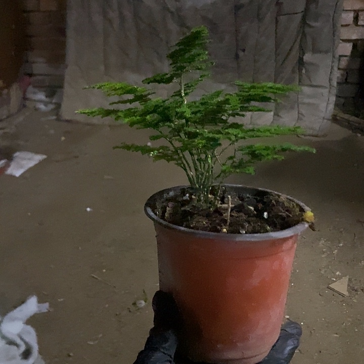 唐山云竹原盆原土