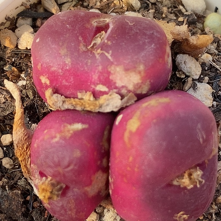 28528三头群生一颗有伤