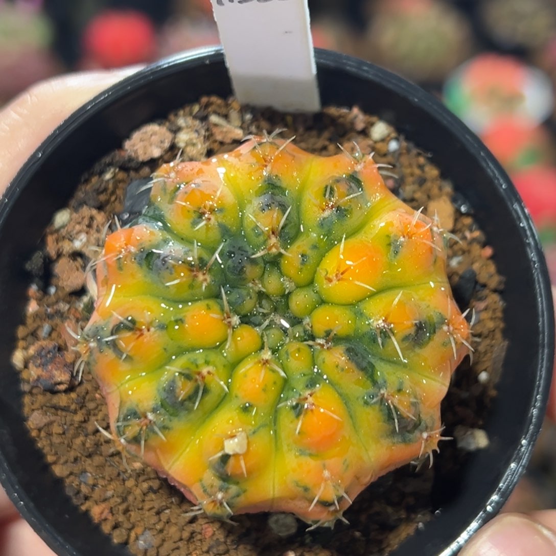 泰系实生虎斑裸恶接A382
