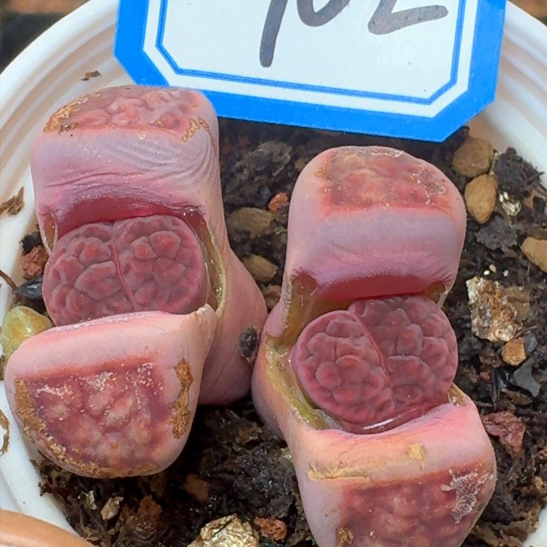 双头阿克塞尔玫瑰带盆土发货。     