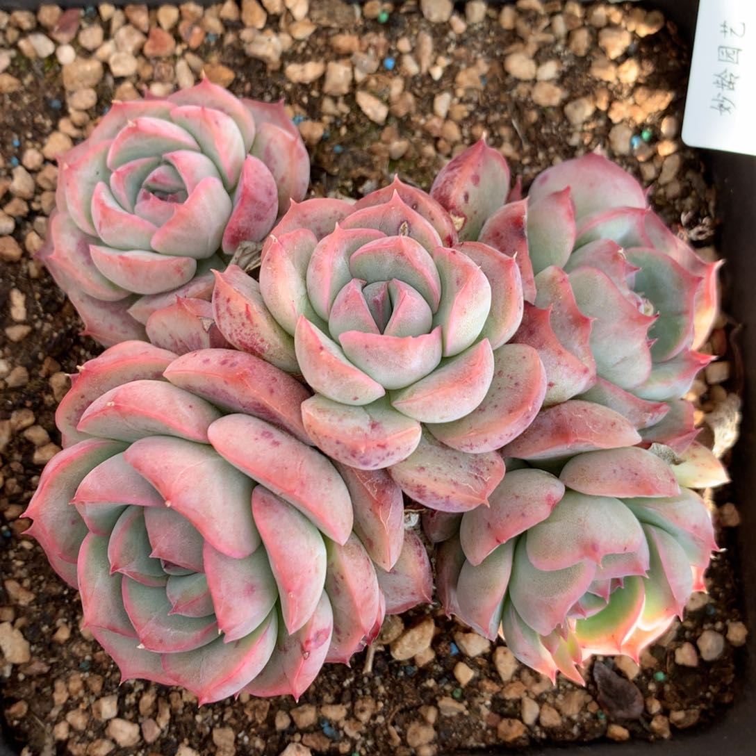 4947杂交多肉植物