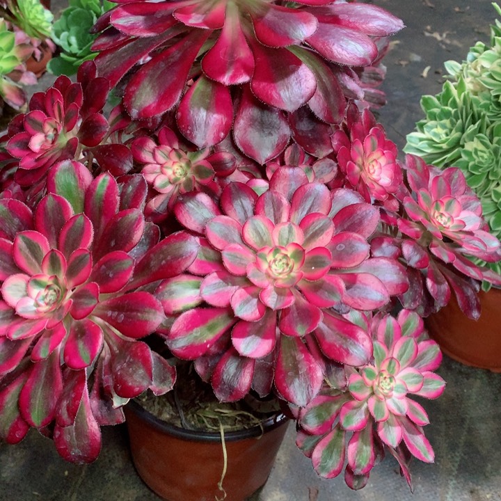 810香奈儿多肉111111