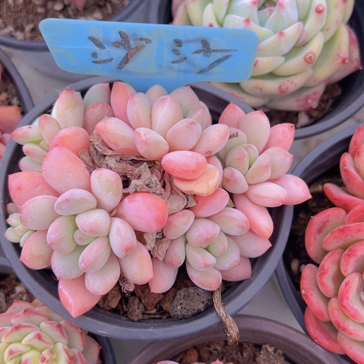 健健康康平平安安