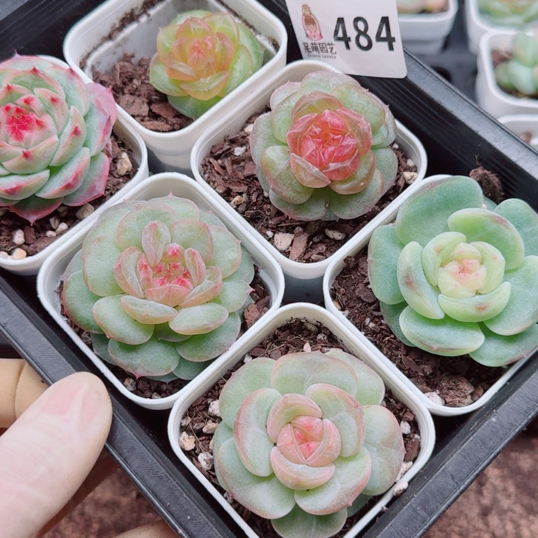 泡***x多肉植物多肉植物